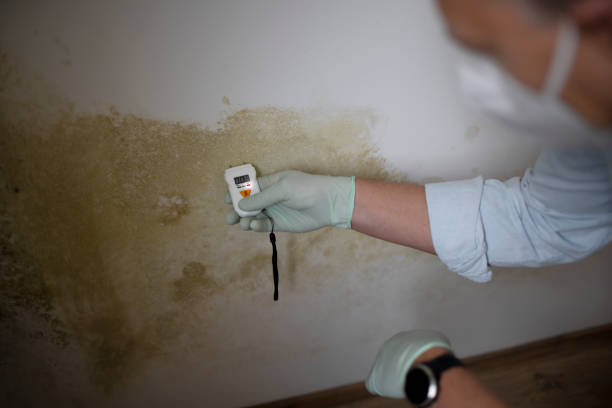 Best Commercial Mold Remediation in Monongahela, PA